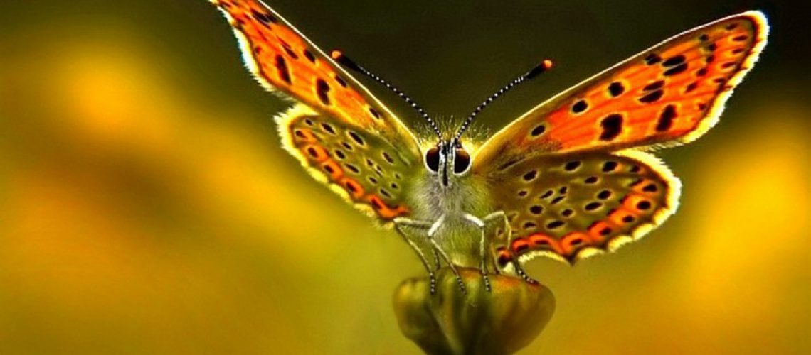 Mariposa-1
